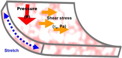 Paradigms of endothelial stiffening in cardiovascular disease and vascular aging